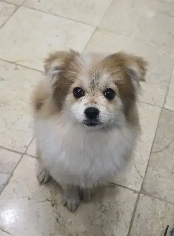 پامر|سگ|خمینی‌شهر, |دیوار