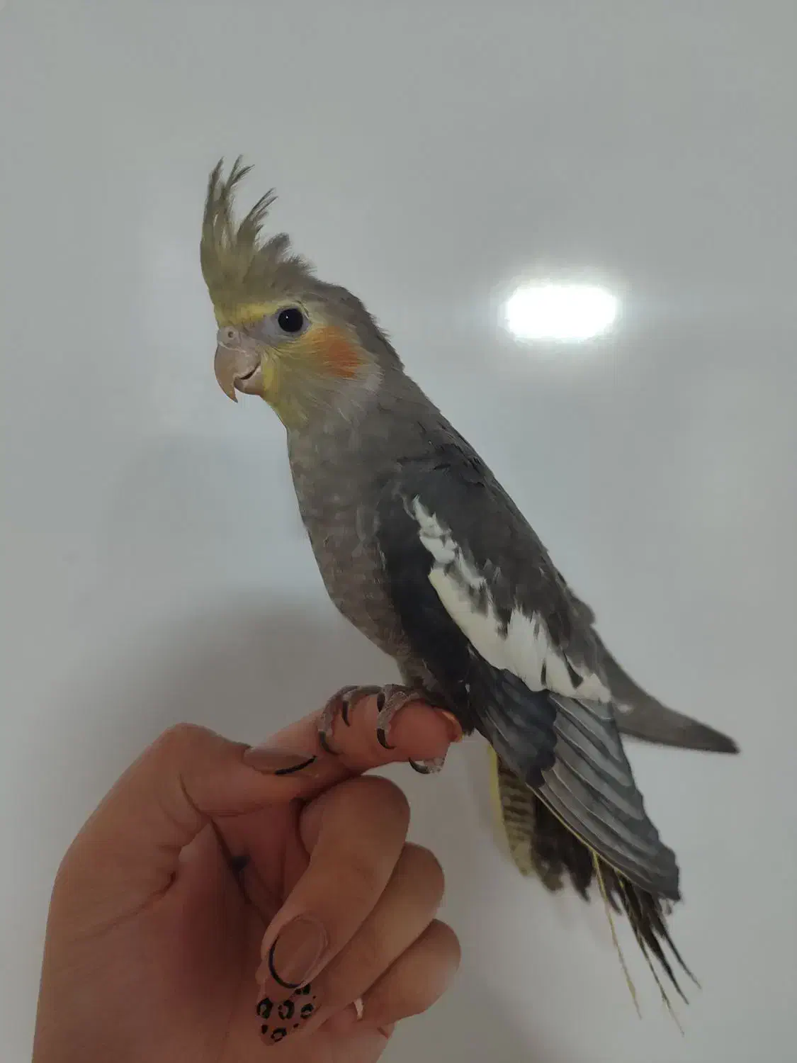 عروس هلندی|پرنده|سبزوار, باهنر|دیوار