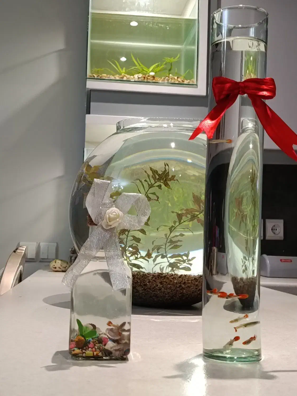 ماهی تزیینی|ماهی|اصفهان, کوی امیریه|دیوار