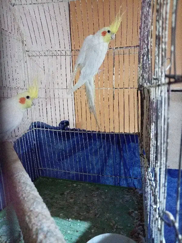 عروس پاریس نر|پرنده|اهواز, شهرک شهید عباس پور|دیوار