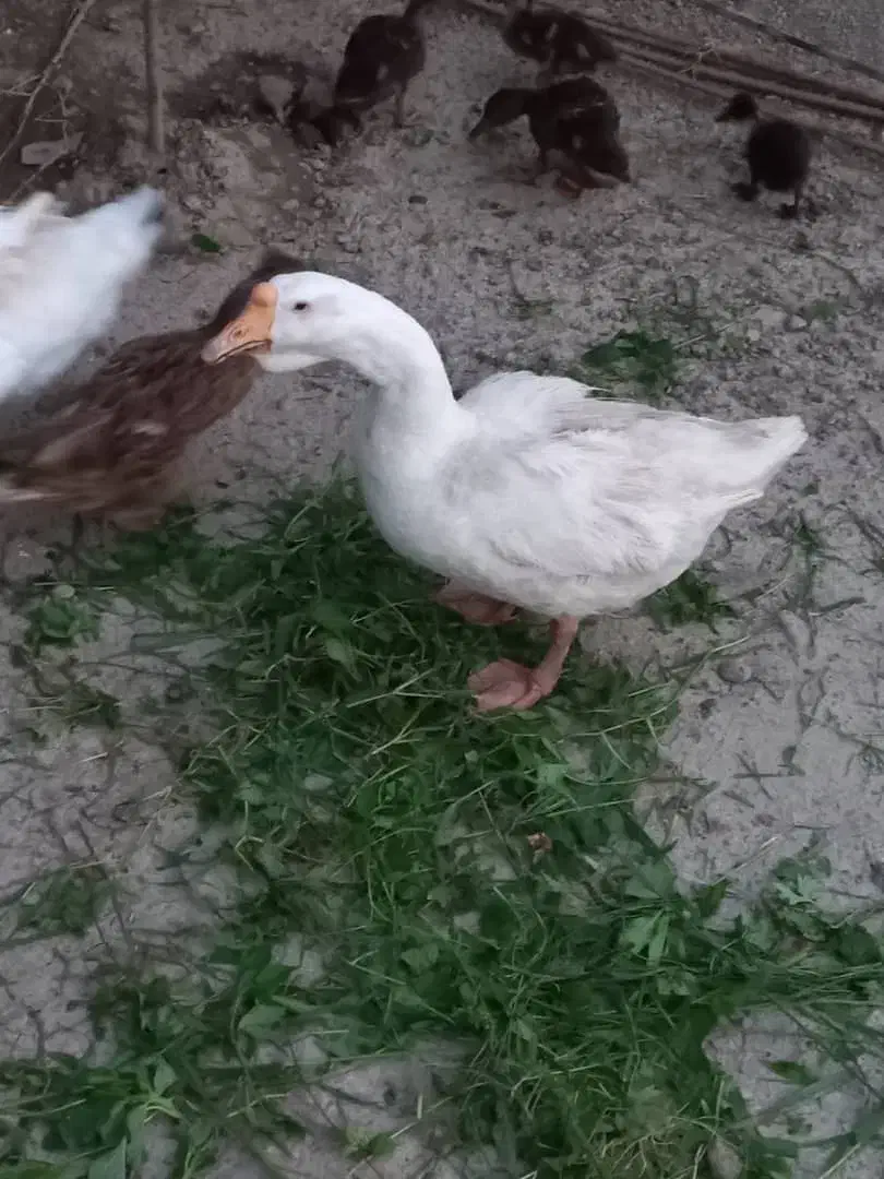 قوغاز|حیوانات مزرعه|شفت, |دیوار