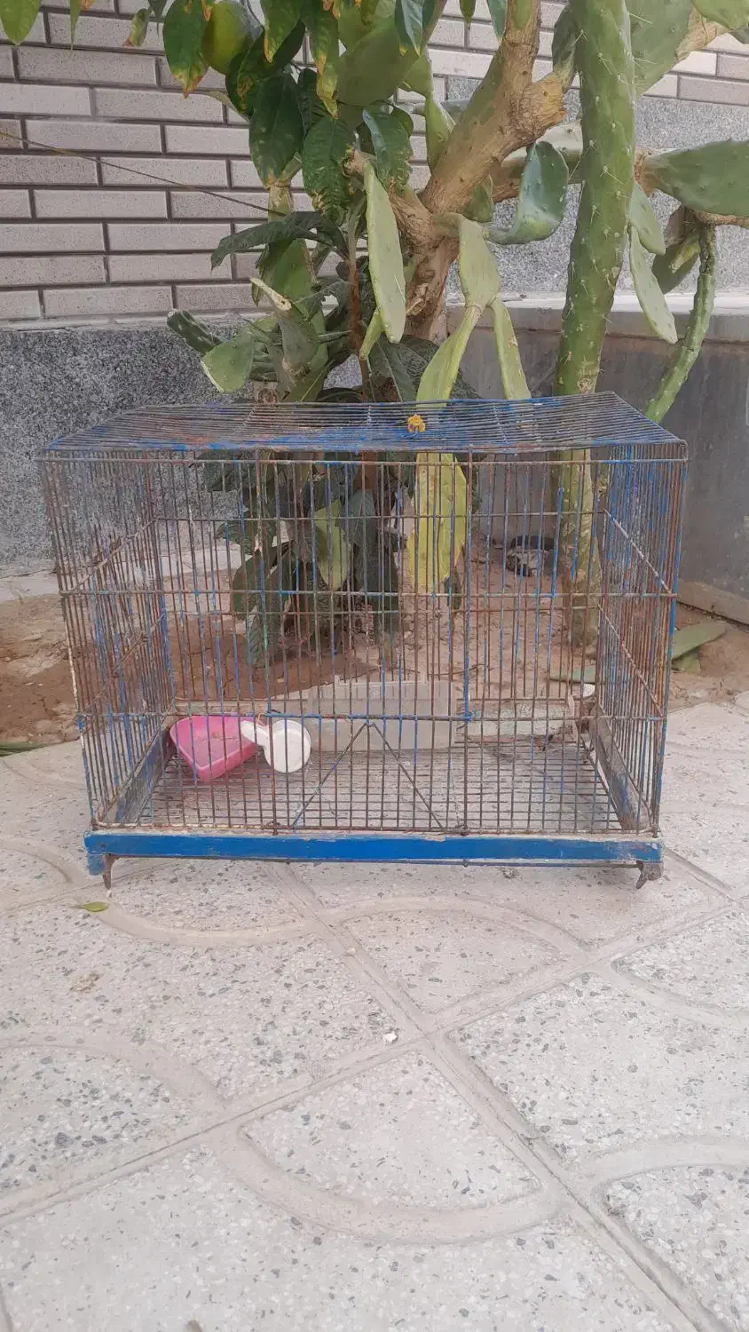 قفس پرنده|لوازم جانبی حیوانات|مرودشت, ژیان|دیوار