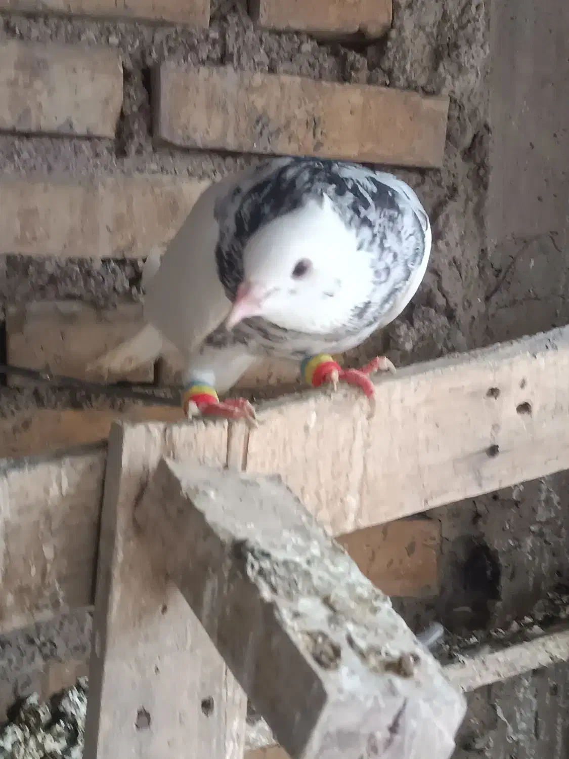 نر طوقی|پرنده|دزفول, |دیوار