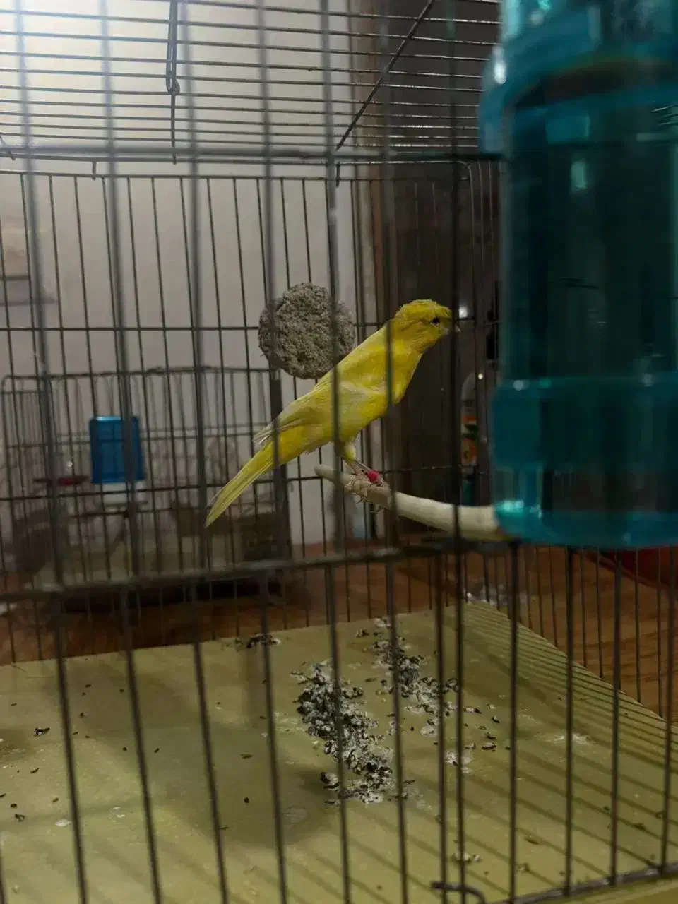 دختر ماده سوپر|پرنده|بندر انزلی, آذربایجان|دیوار