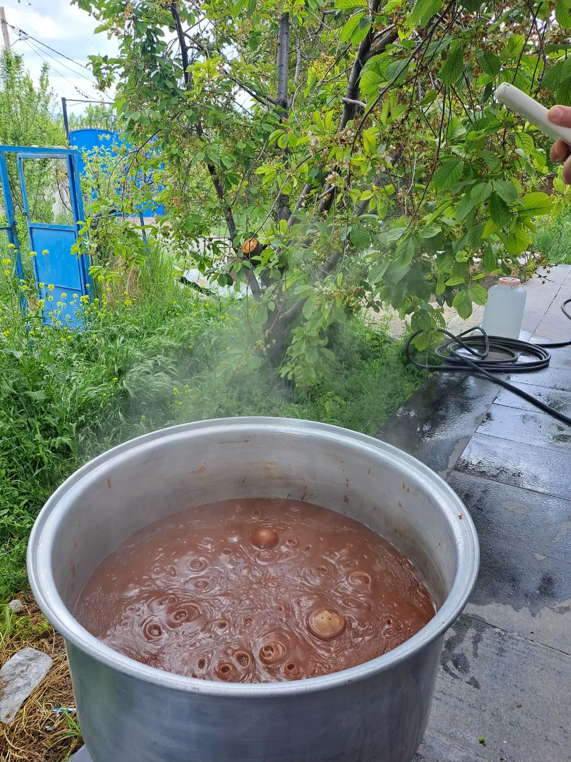 سمنوی خانگی محمدی|خوردنی و آشامیدنی|تهران, اسفندیاری|دیوار