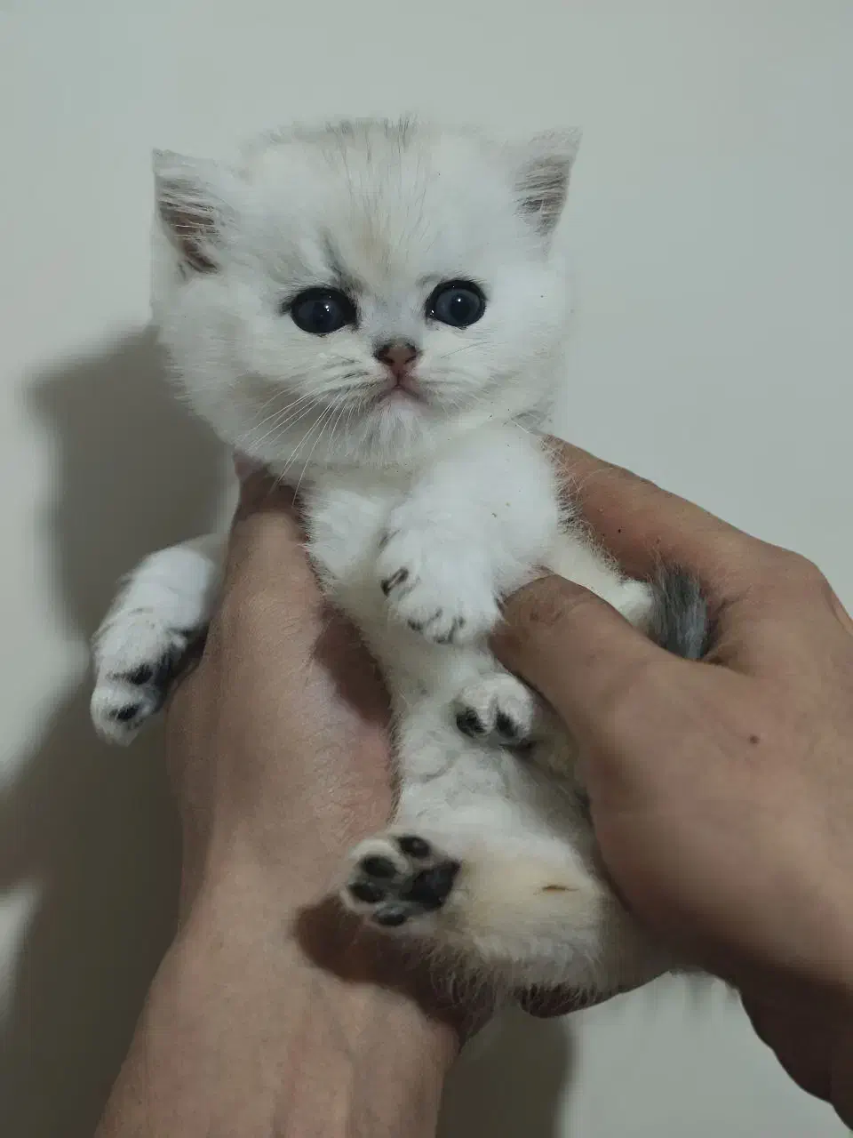 بریتیش سیلور|گربه|تهران, توحید|دیوار