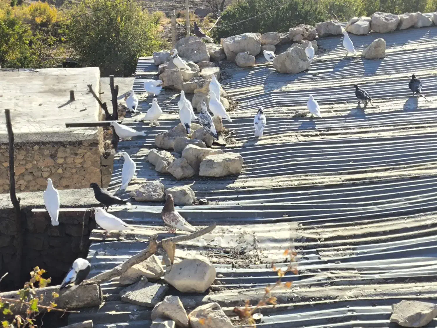 تعدادی کفتر سفید|پرنده|چیتاب, |دیوار