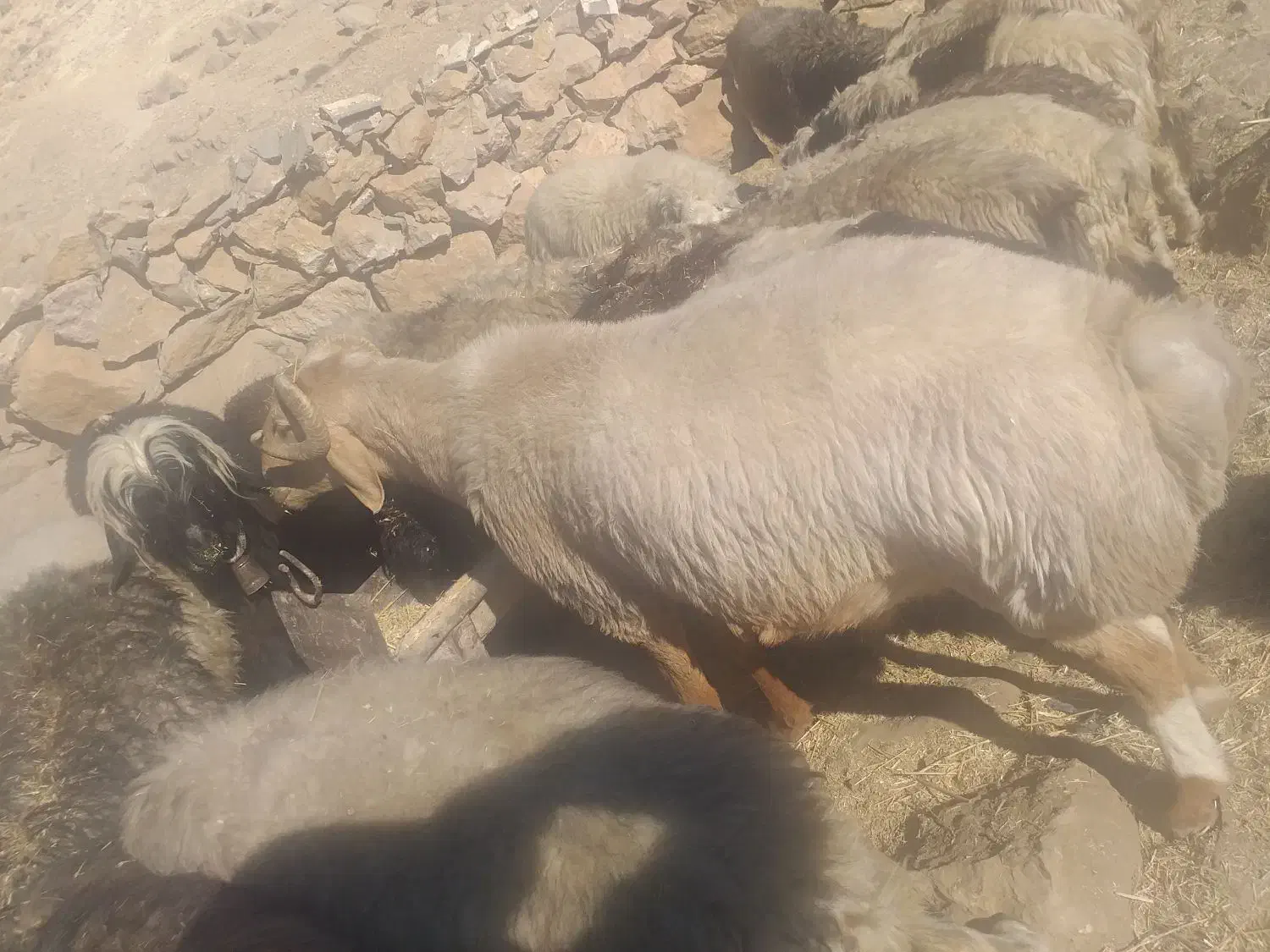 غوچ داشتی جوان هیکلی|حیوانات مزرعه|دهدشت, |دیوار