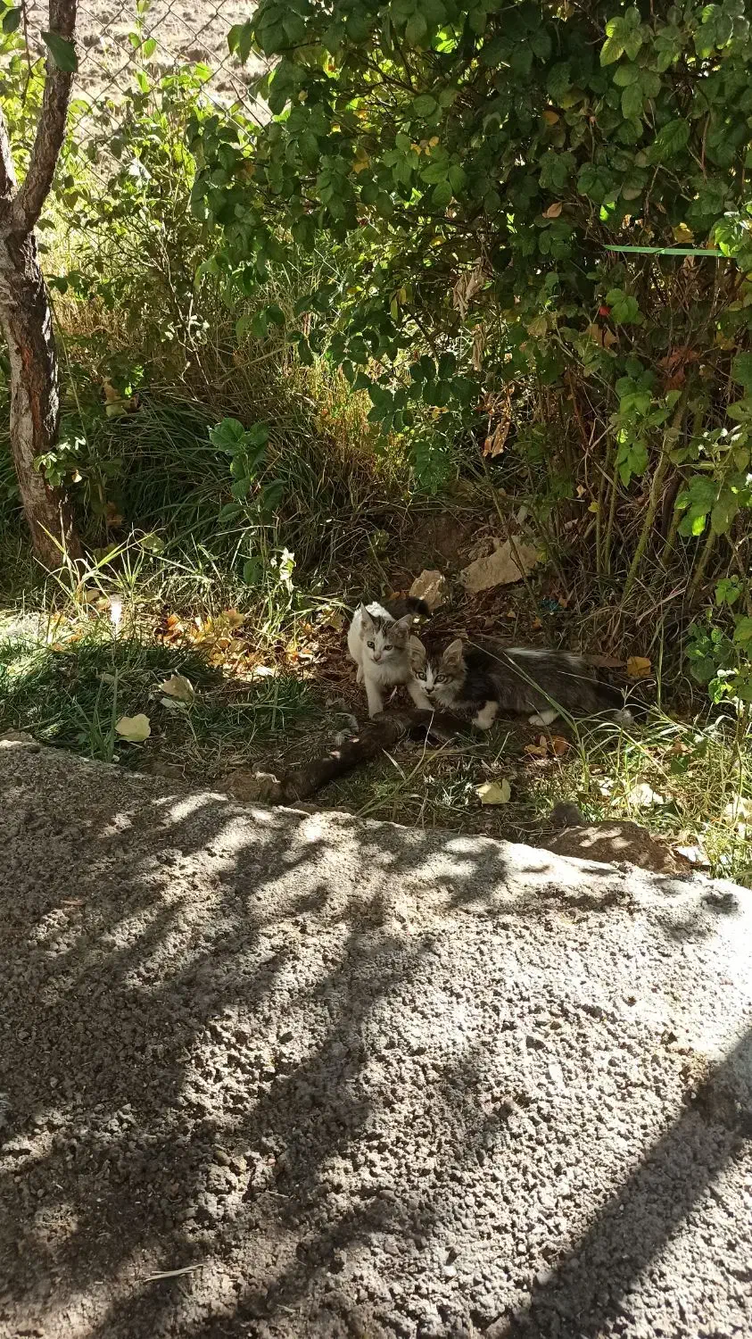 واگذاری بچه گربه|گربه|بیجار, |دیوار