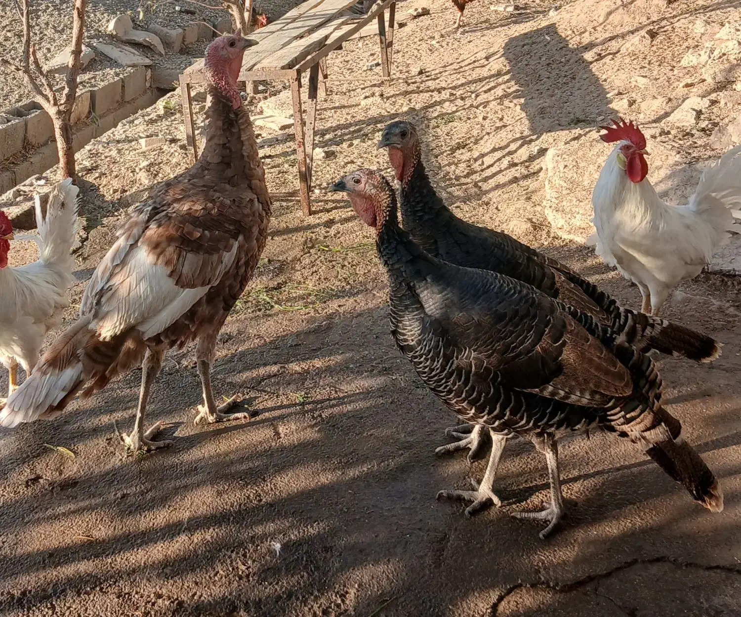 بوقلمون|حیوانات مزرعه|میاندوآب, |دیوار