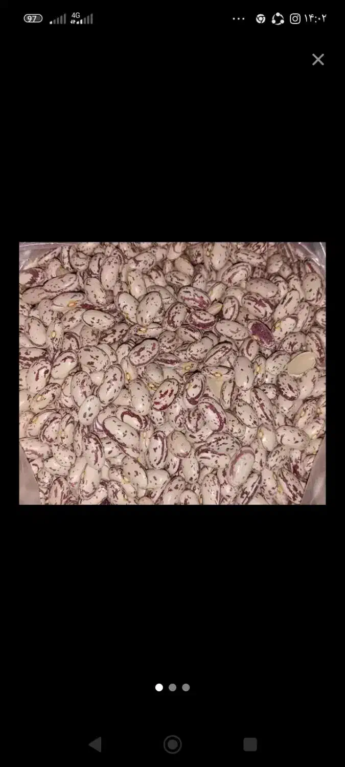 لوبیا چیتی تازه|خوردنی و آشامیدنی|رزن, |دیوار