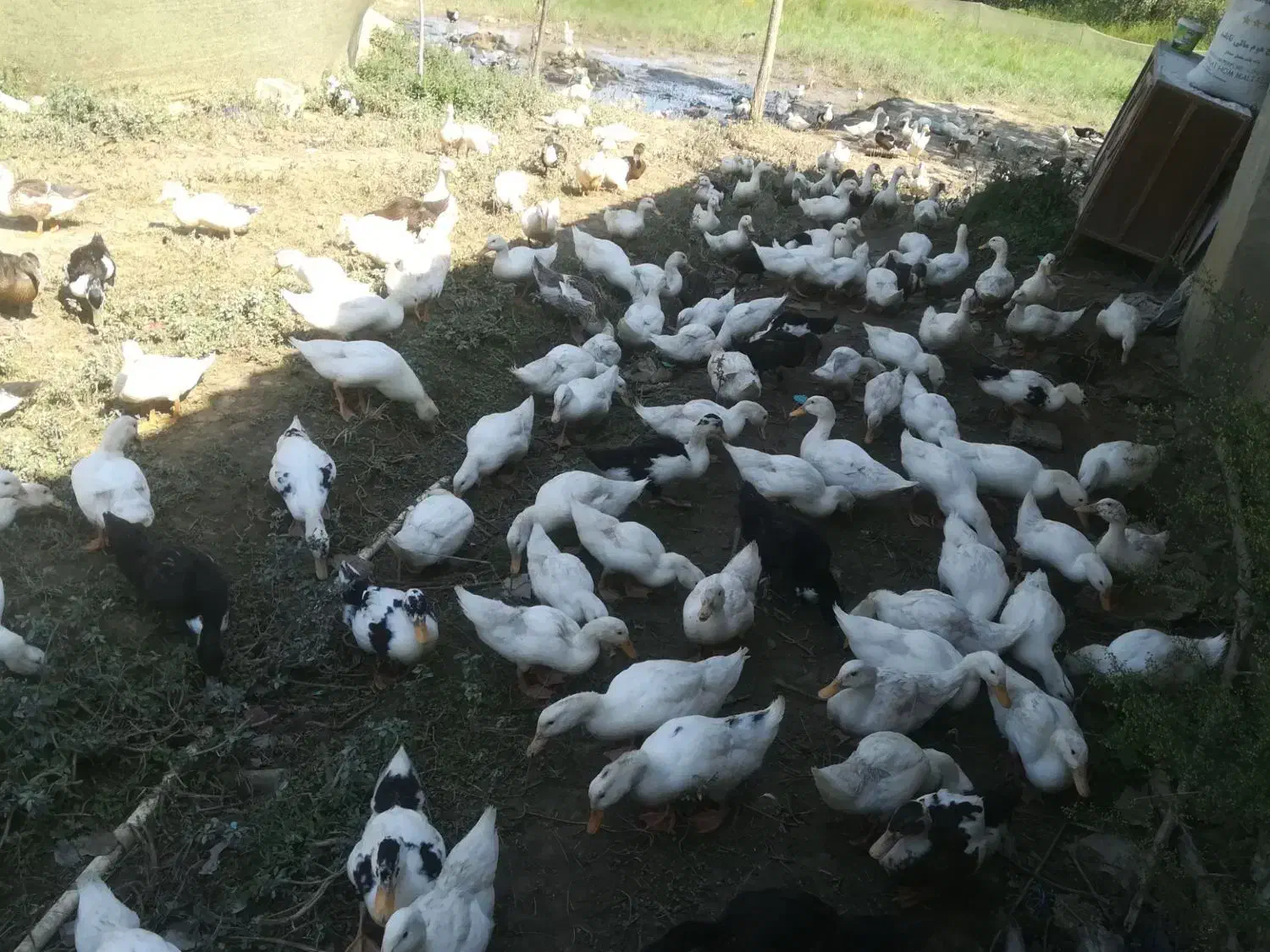 اوردک ۳ماهه|حیوانات مزرعه|گوراب زرمیخ, |دیوار