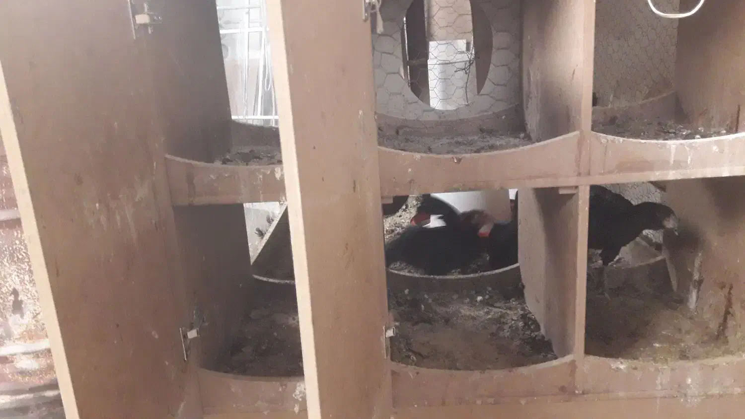 مرغ وخروس با قفس|حیوانات مزرعه|اسلام‌شهر, شهرک صنعتی چیچکلو|دیوار