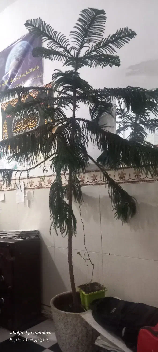 گل شیک|گل و گیاه طبیعی|میاندوآب, |دیوار