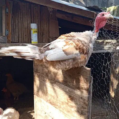 بوقلمون بربورن طبیعی|حیوانات مزرعه|تالش, هشتپر|دیوار