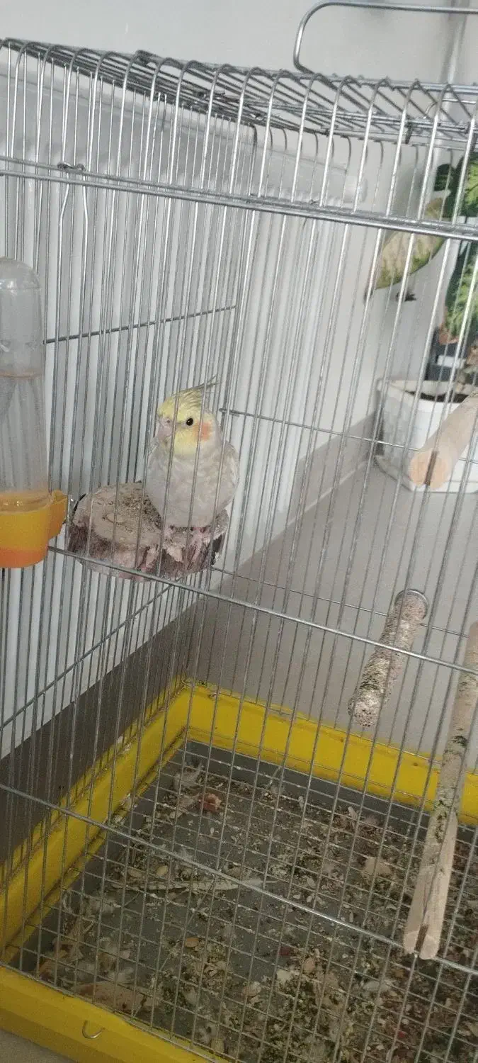 عروس هلندی|پرنده|کبودرآهنگ, |دیوار