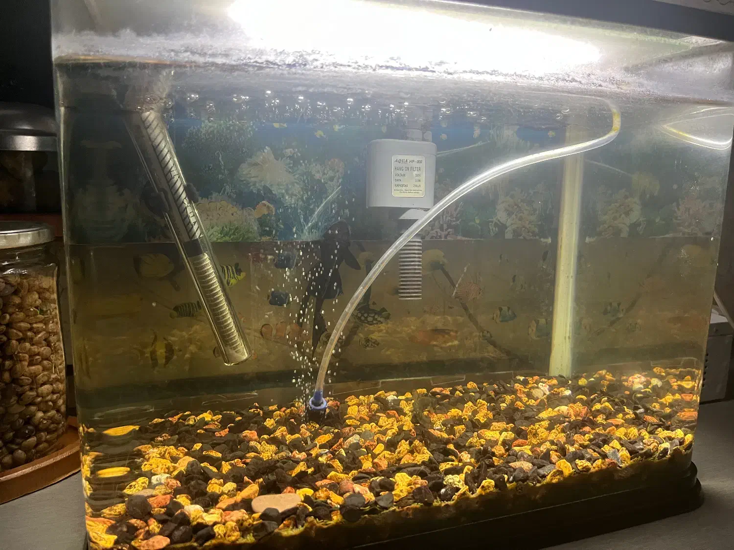 آکواریوم اصلی|ماهی|رشت, جانبازان|دیوار