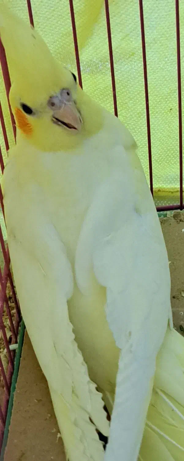 جوجه عروس هلندی|پرنده|یزد, |دیوار