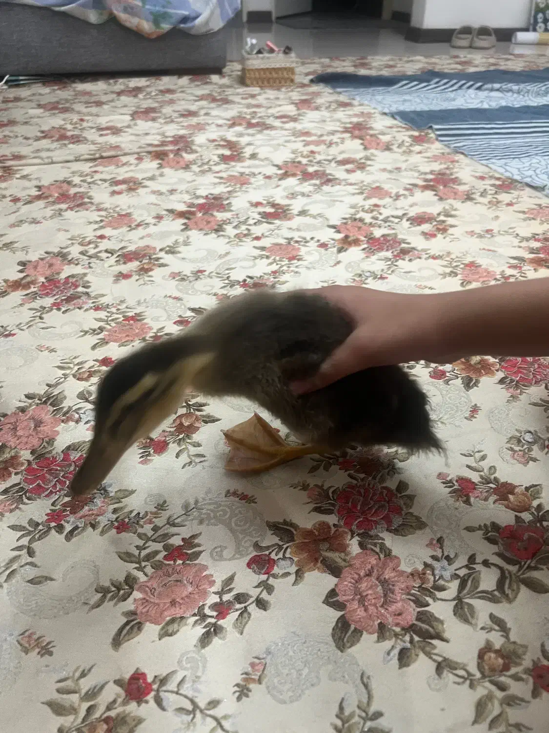 اردک|حیوانات مزرعه|تهران, شهران شمالی|دیوار