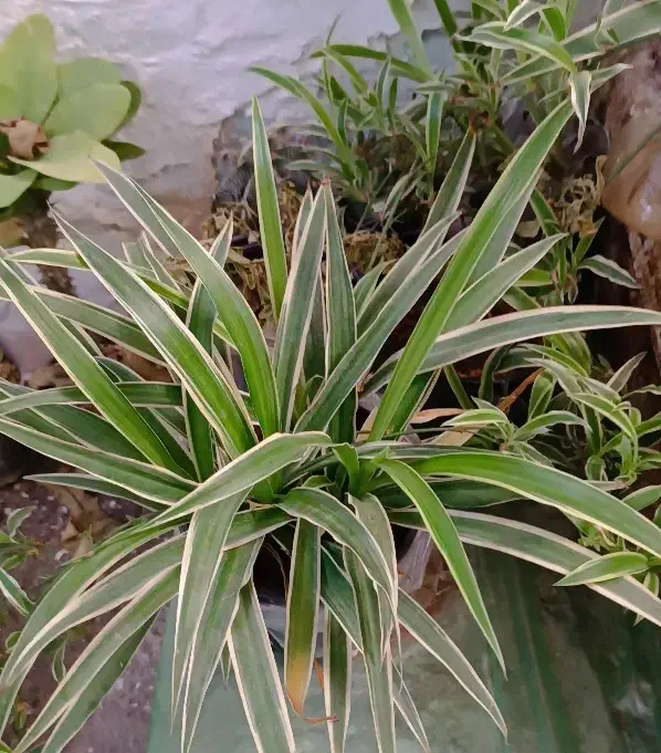 ماداگاسکار بزرگ و سه گل گندمی مخروطی|گل و گیاه طبیعی|ارومیه, |دیوار