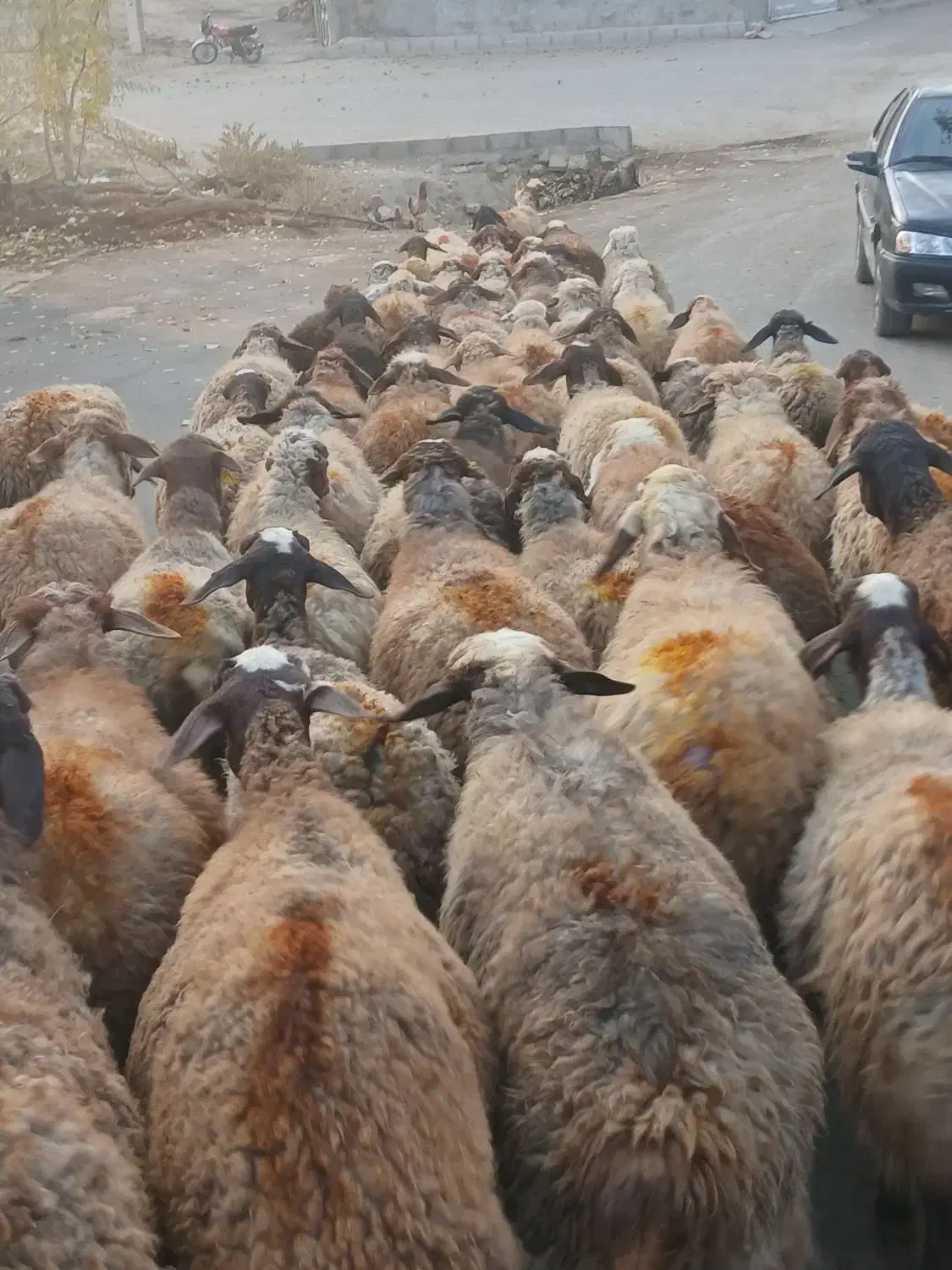 میش و بره گوسفند آبستن سنگین جوان با۴راس بره|حیوانات مزرعه|کرمانشاه, |دیوار