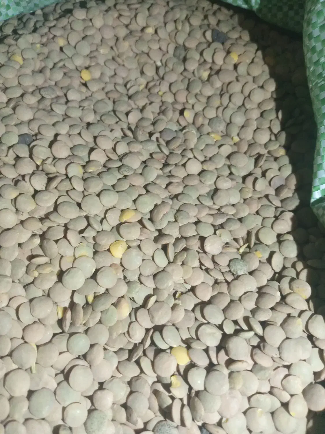 لوبیا چیتی درجه یک زنجان|عمدهفروشی|سوسنگرد, |دیوار