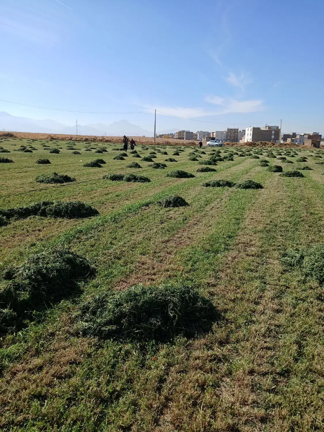 یونجه|خدمات باغبانی و درختکاری|صالح آباد, |دیوار