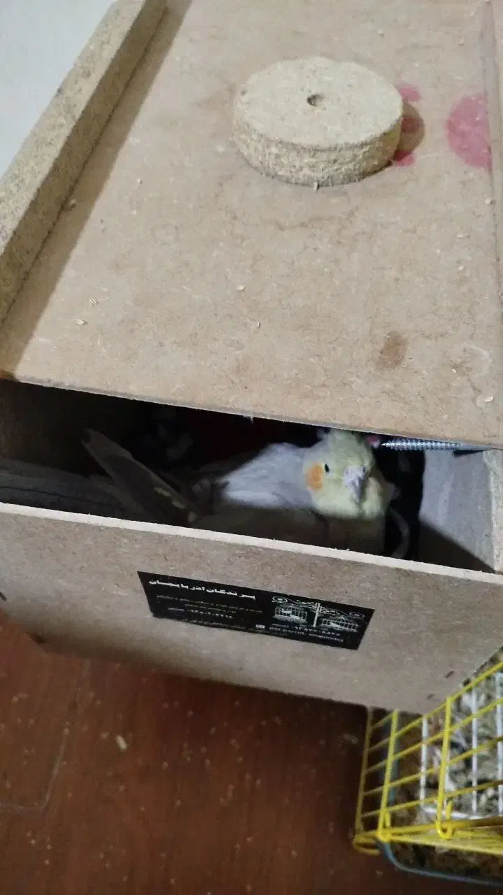 ۳ عدد طوطی سخن گو|پرنده|شاهین دژ, |دیوار