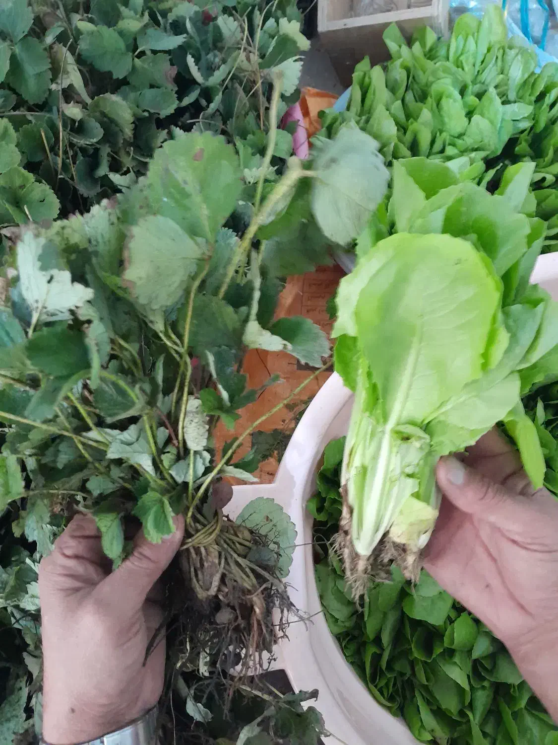 نهال کاهو و توت فرنگی|خدمات باغبانی و درختکاری|نوکنده, |دیوار