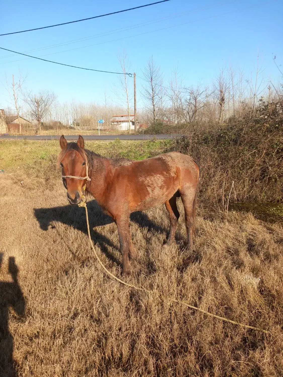 اسب|اسب و تجهیزات اسب‌سواری|کیاشهر, |دیوار