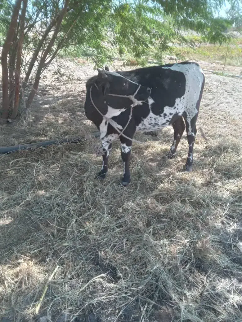 فروشی|حیوانات مزرعه|تخت, |دیوار