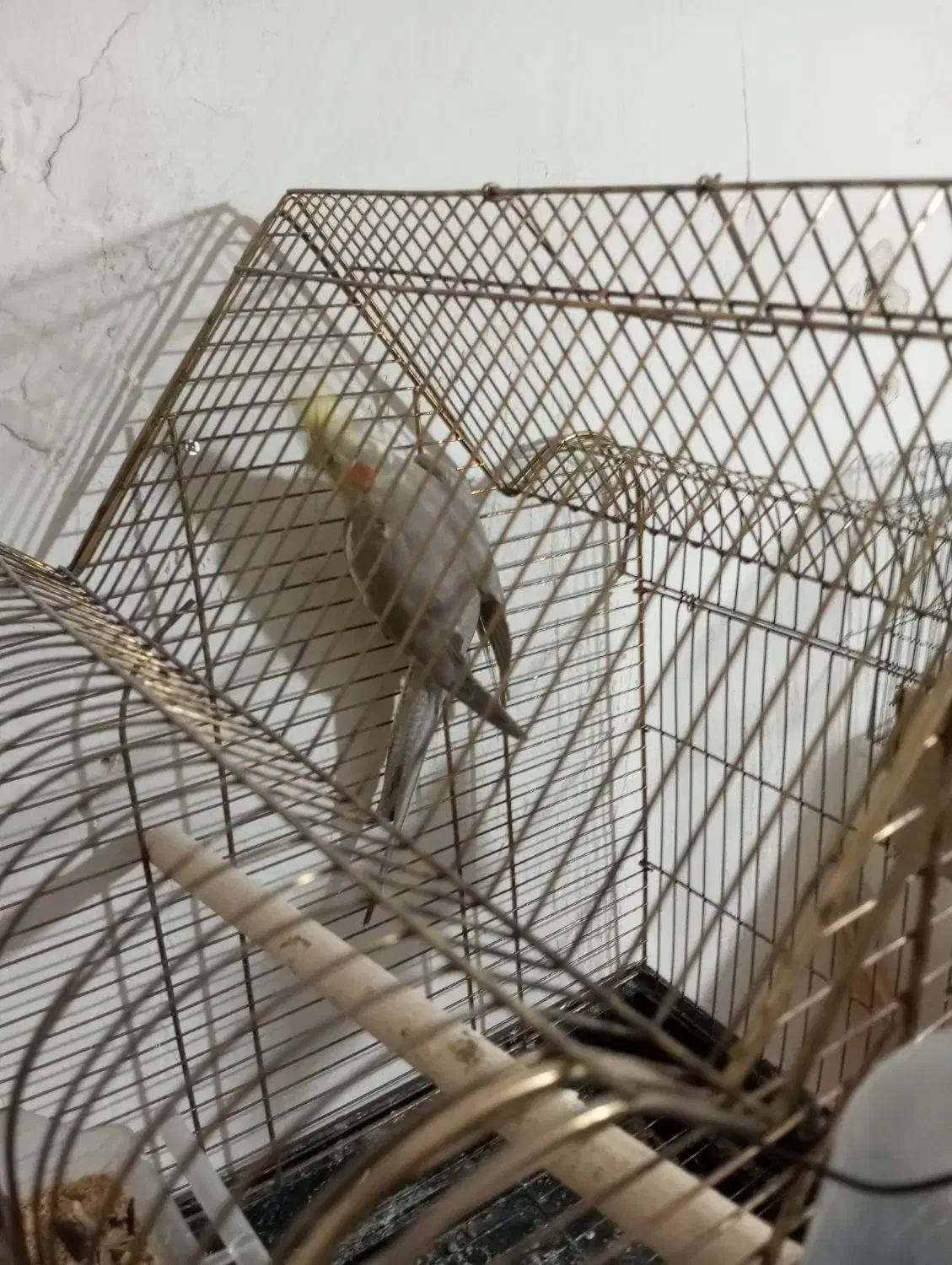 عروس آهویی بالغ .ماده|پرنده|چابهار, |دیوار