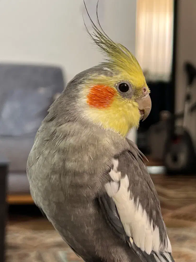 گمشده|حیوانات|بیرجند, |دیوار