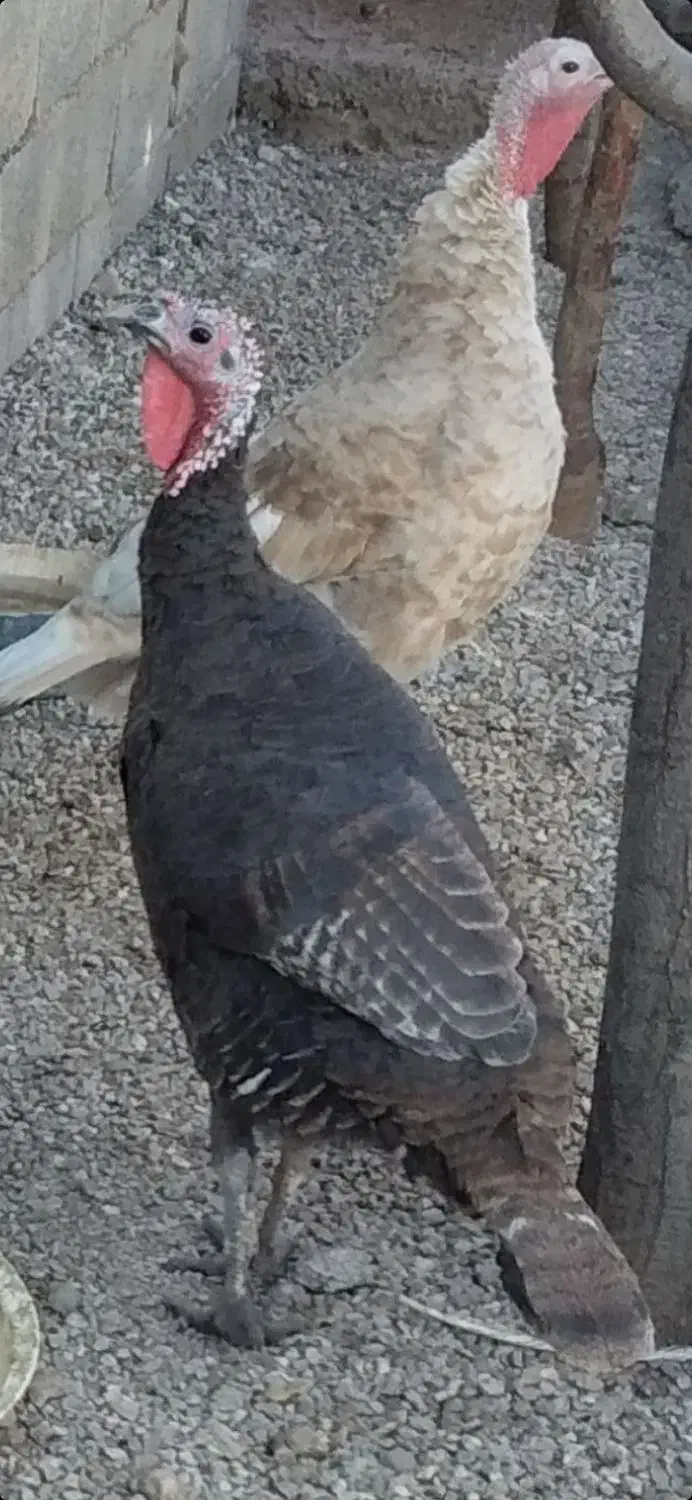 بوقلمون روانسر|حیوانات مزرعه|روانسر, |دیوار