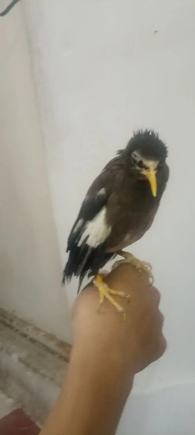 مرغ مینا|پرنده|قم, وادی السلام|دیوار