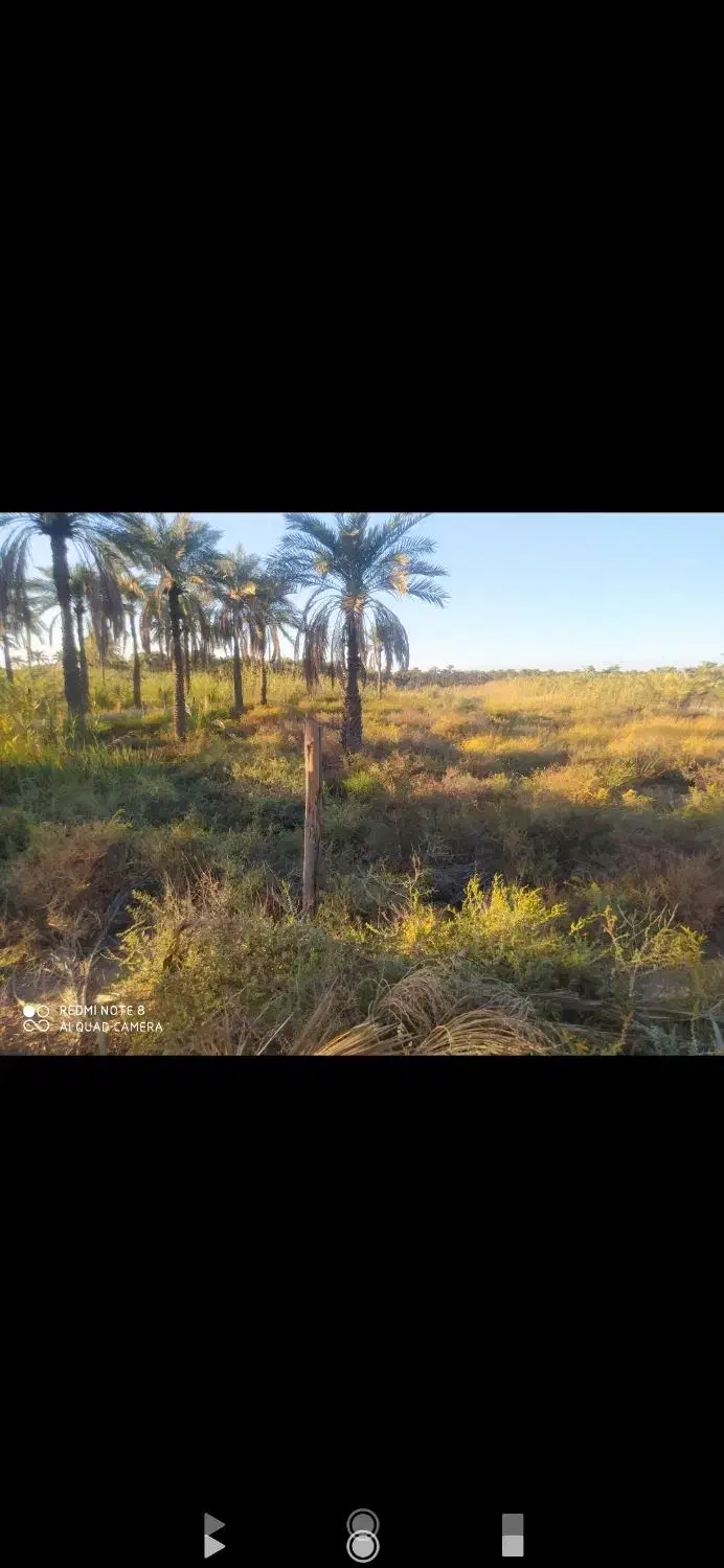 زمین در روستای صیداویه|فروش دفتر صنعتی، کشاورزی، تجاری|آبادان, |دیوار