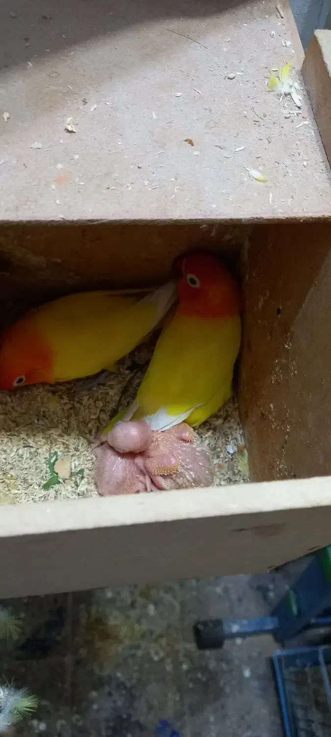 طوطی برزیلی با جوجه|پرنده|دزفول, |دیوار