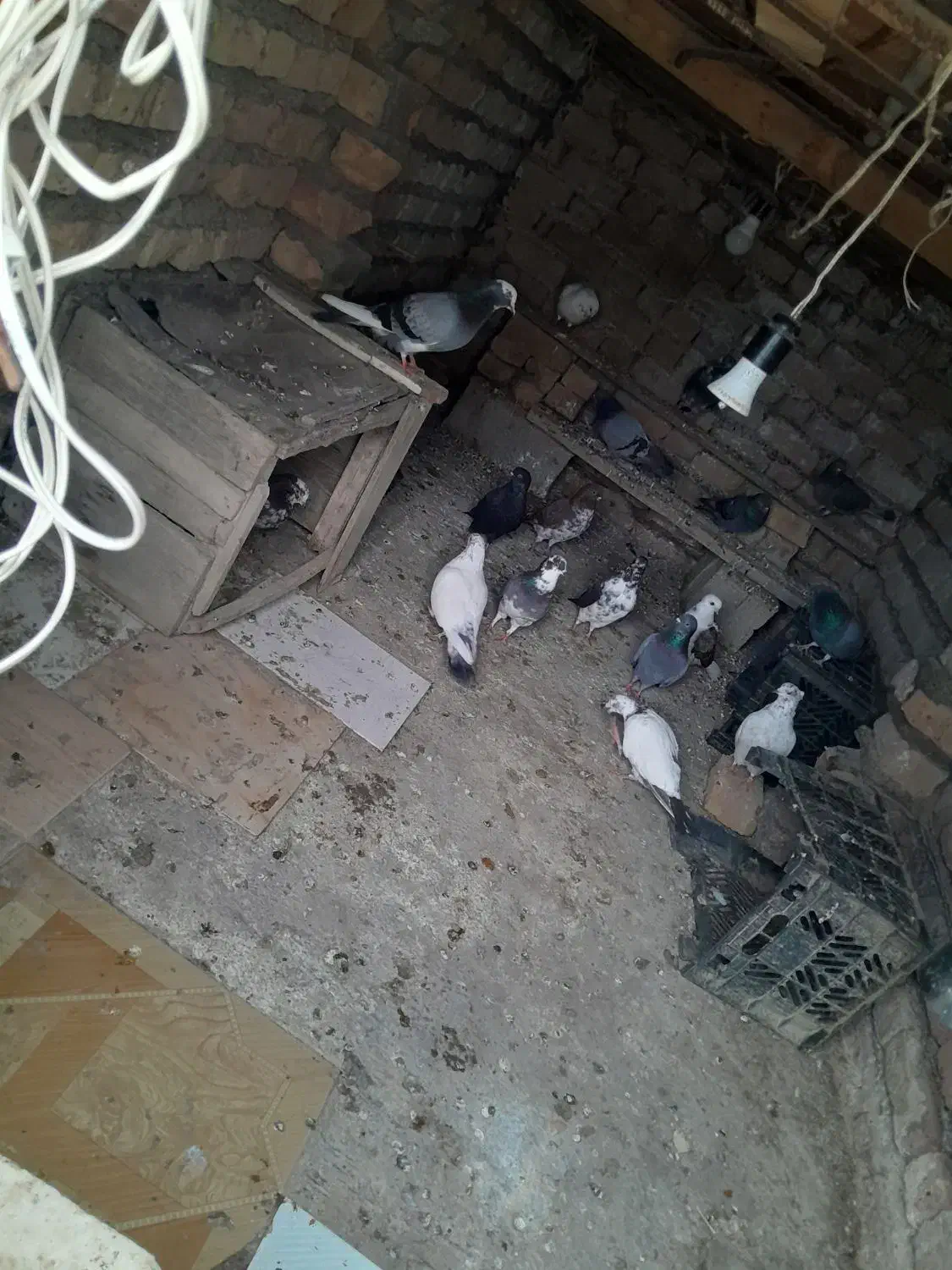 کبوتر|پرنده|گمیشان, |دیوار