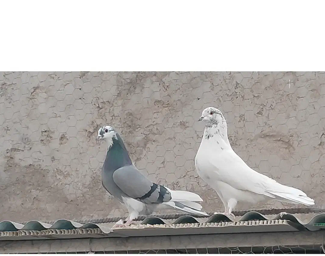 کبوتر بلند پرواز|پرنده|سیرجان, |دیوار