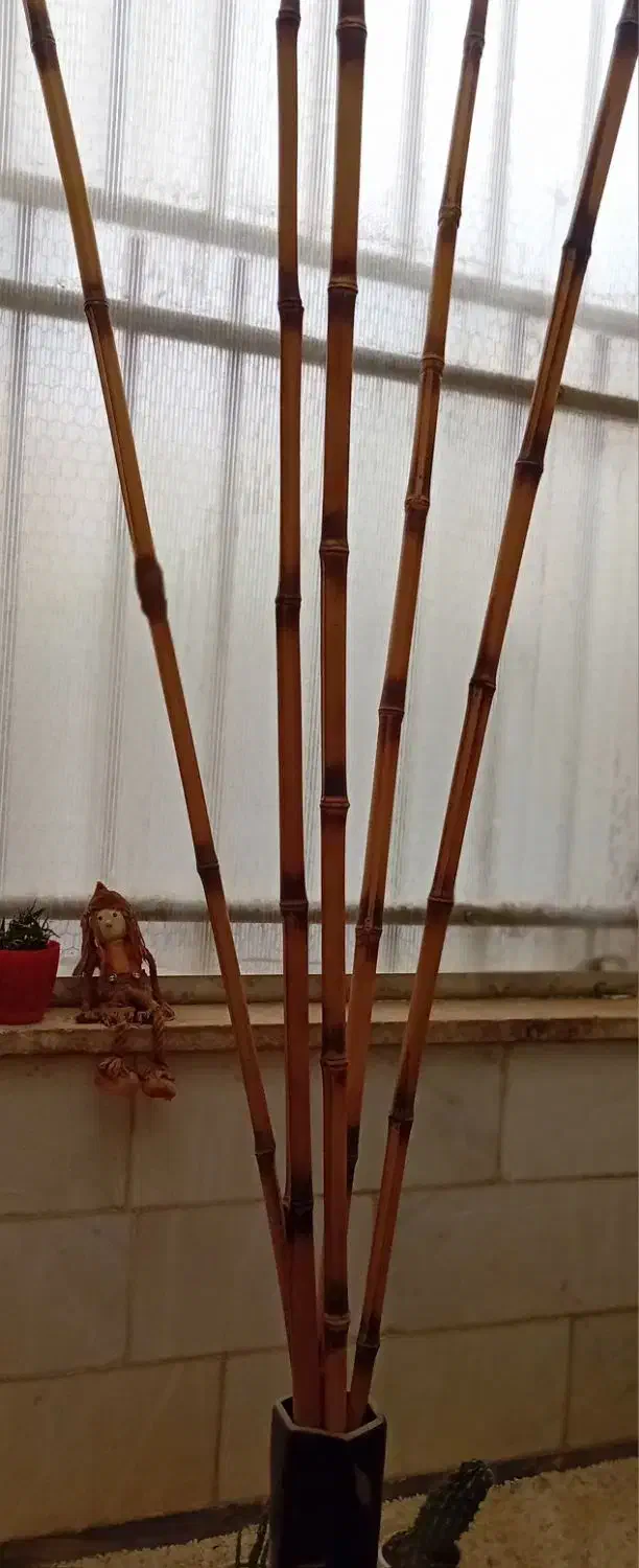 نی بامبو|گل و گیاه طبیعی|کرج, کوی مهر|دیوار