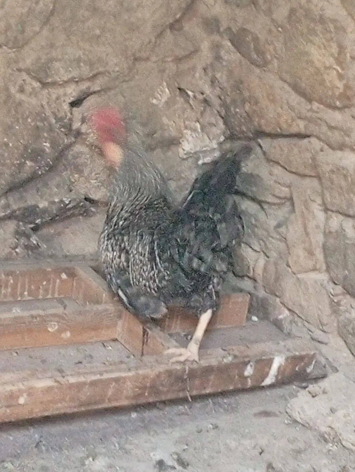 خروس|حیوانات مزرعه|مسجد سلیمان, |دیوار