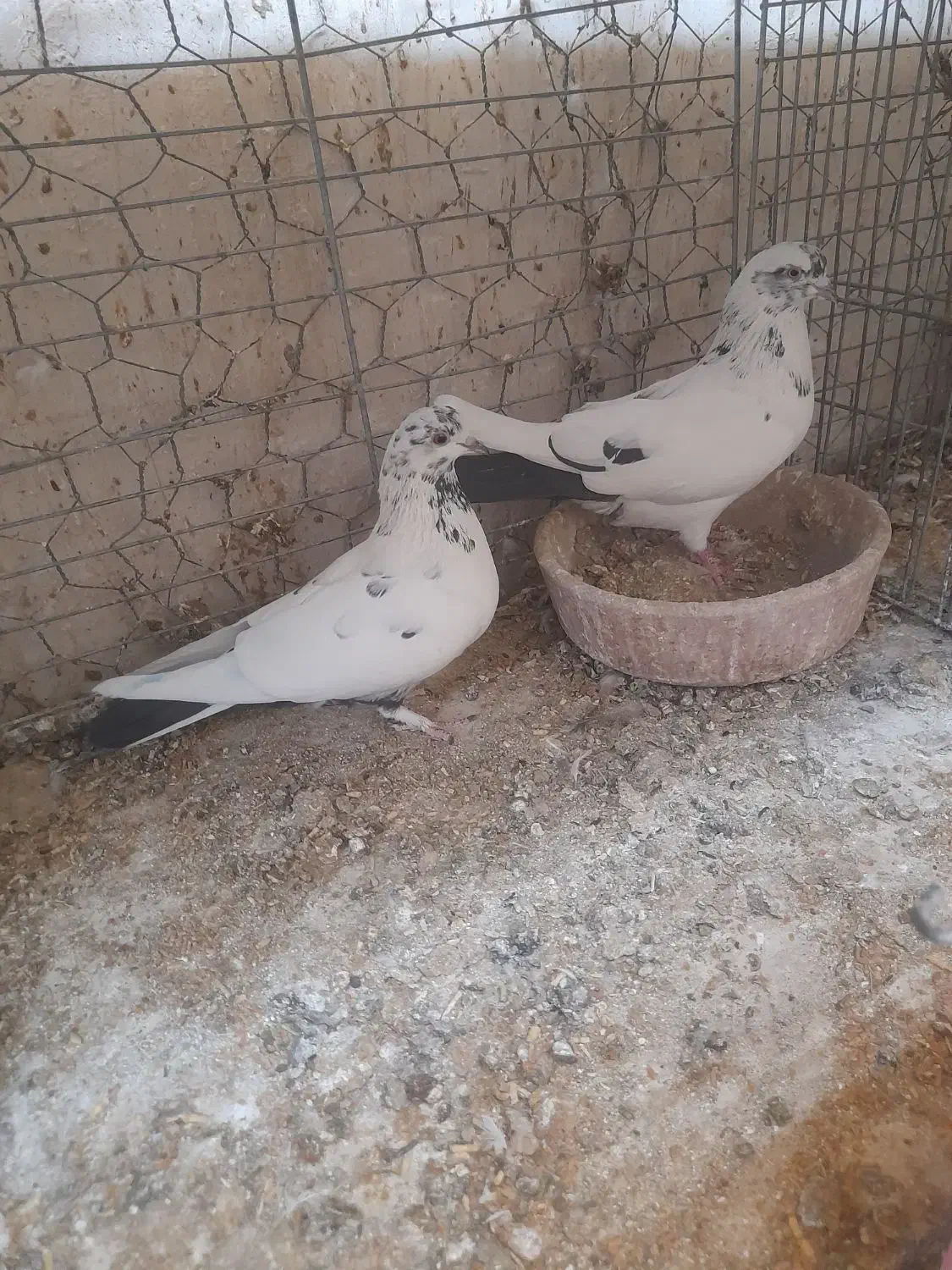 کبوتر|پرنده|کاشان, گبرها|دیوار