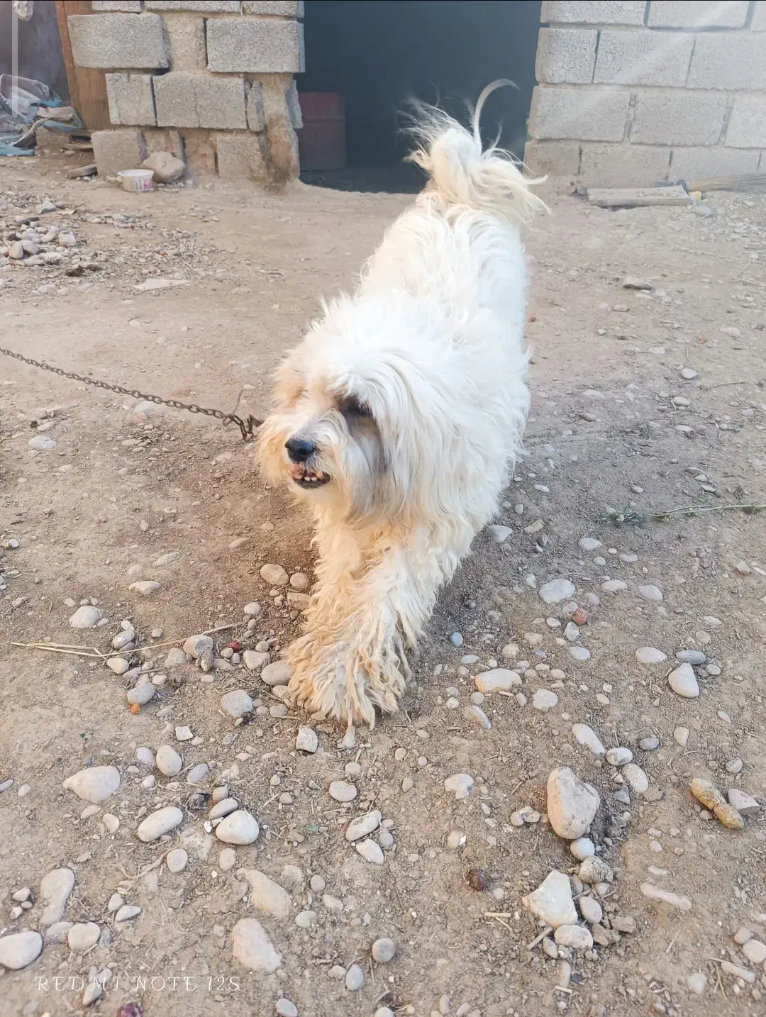 سگ پشمالو|سگ|رامشیر, |دیوار