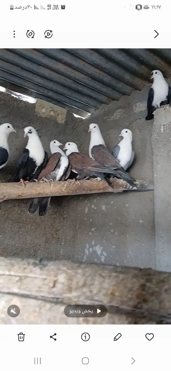 کفتر کلاغ کربلایی وحشی|پرنده|زاوه, |دیوار