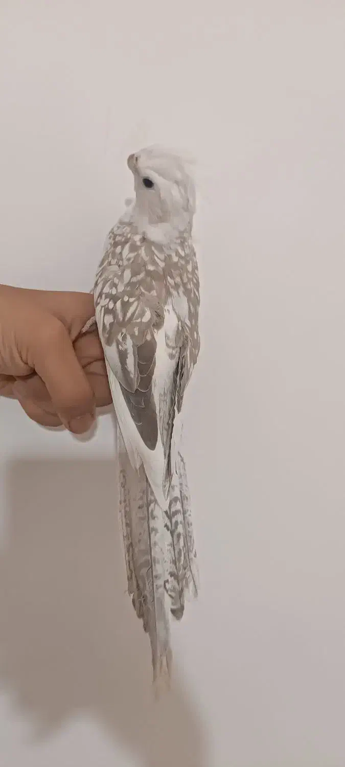 عروس هلندی اهلی|پرنده|بوکان, |دیوار