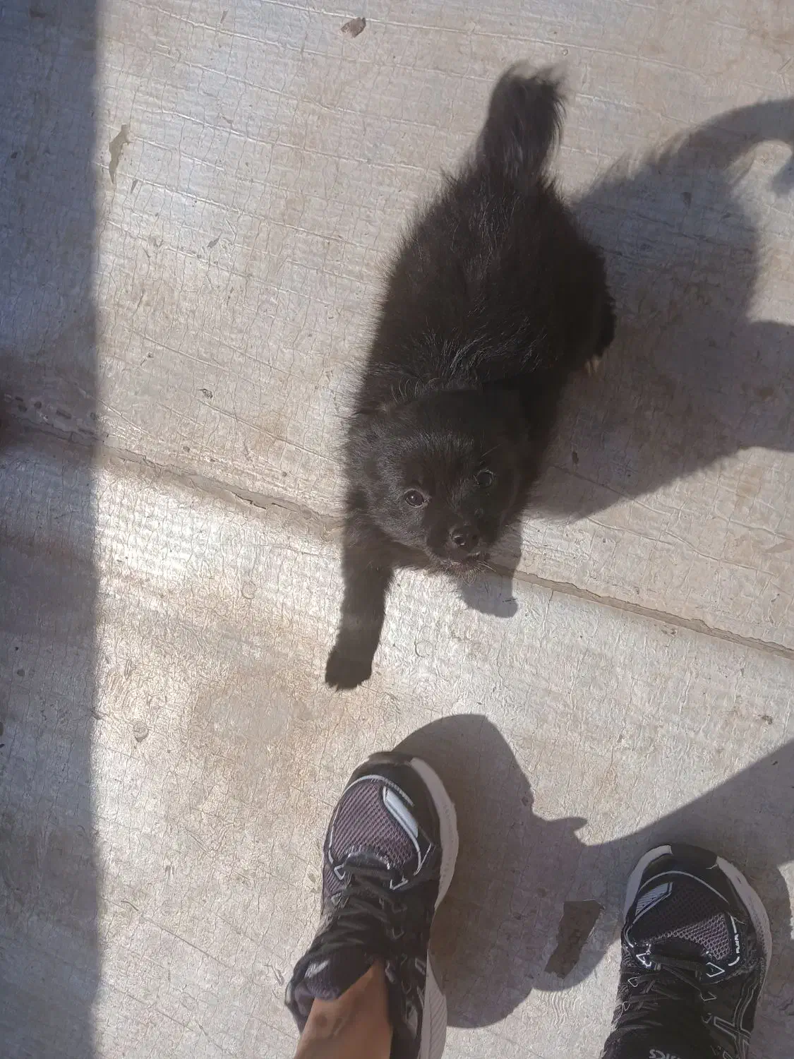 پامرین|سگ|قزوین, |دیوار