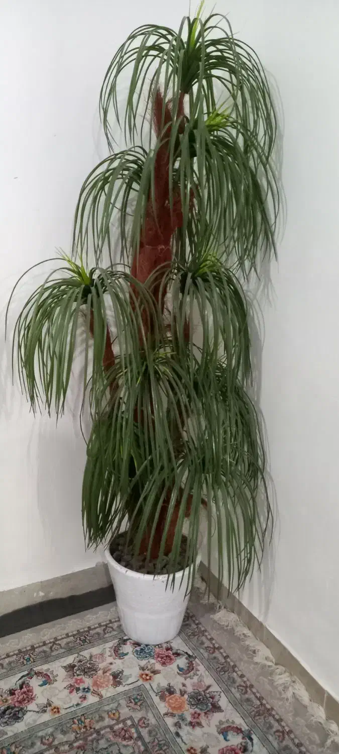 یک عدد پلوپز دوکاره ۱۸نفره و یک درختچه نخل|ظروف پخت‌وپز|خرم‌آباد, |دیوار