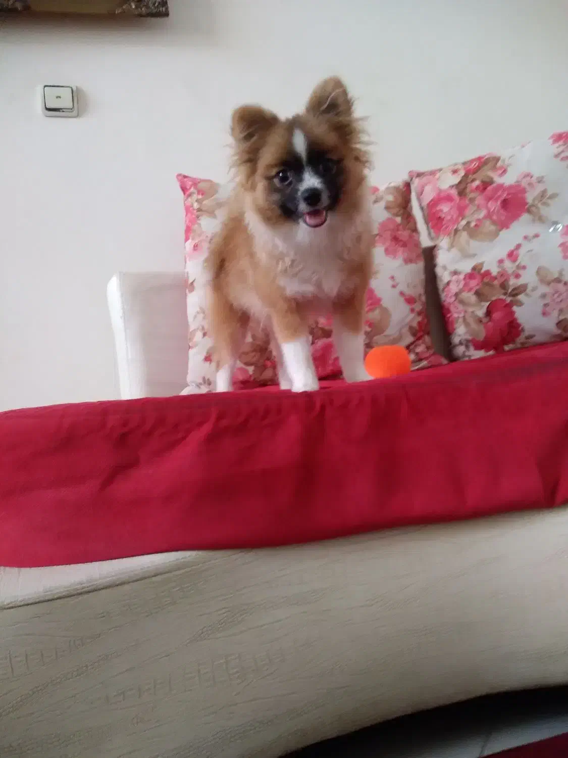 سلام پامر ۴ماه|سگ|فردیس, فردیس|دیوار