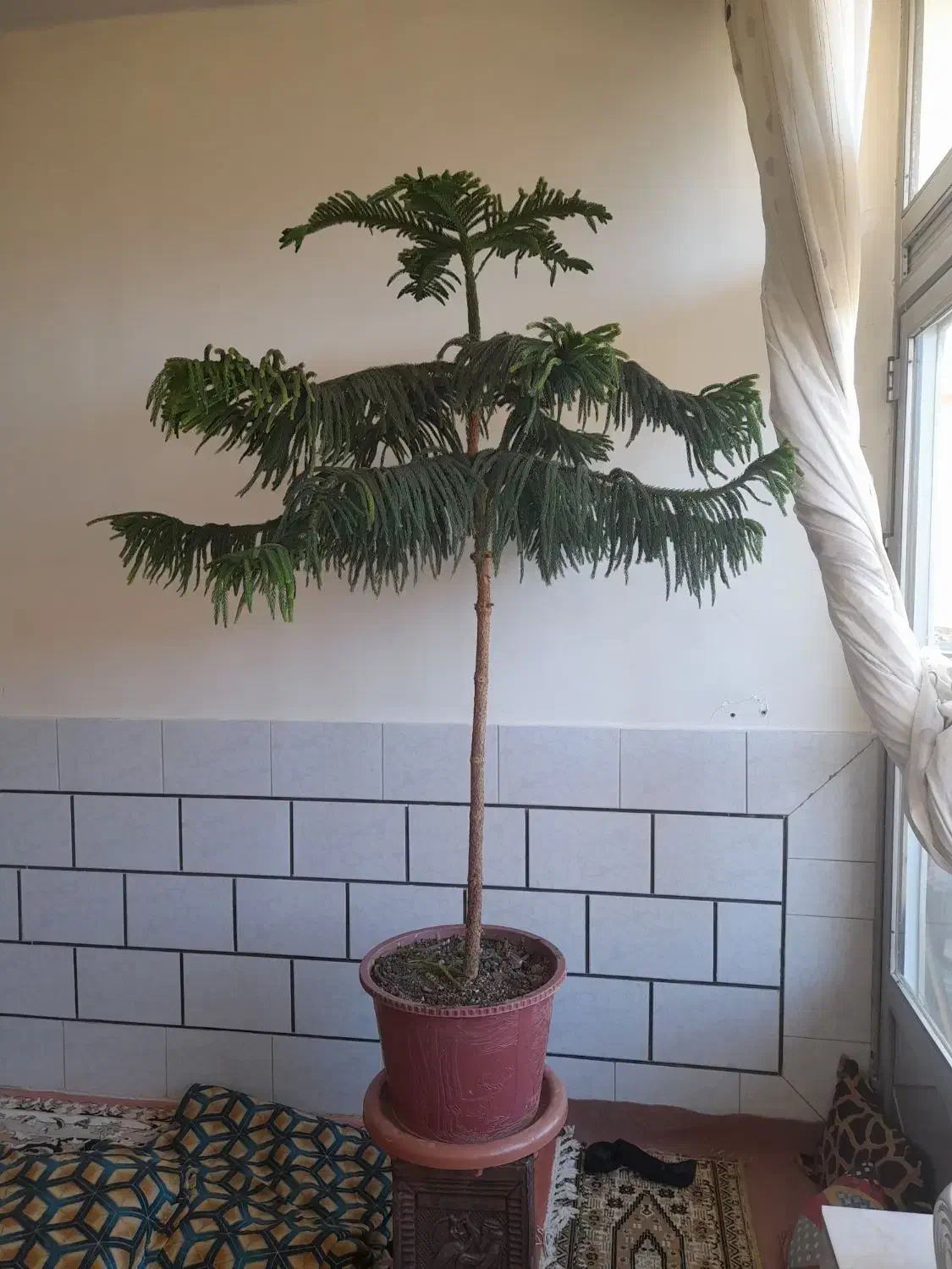 گل زیبا|گل و گیاه طبیعی|مبارکه, |دیوار