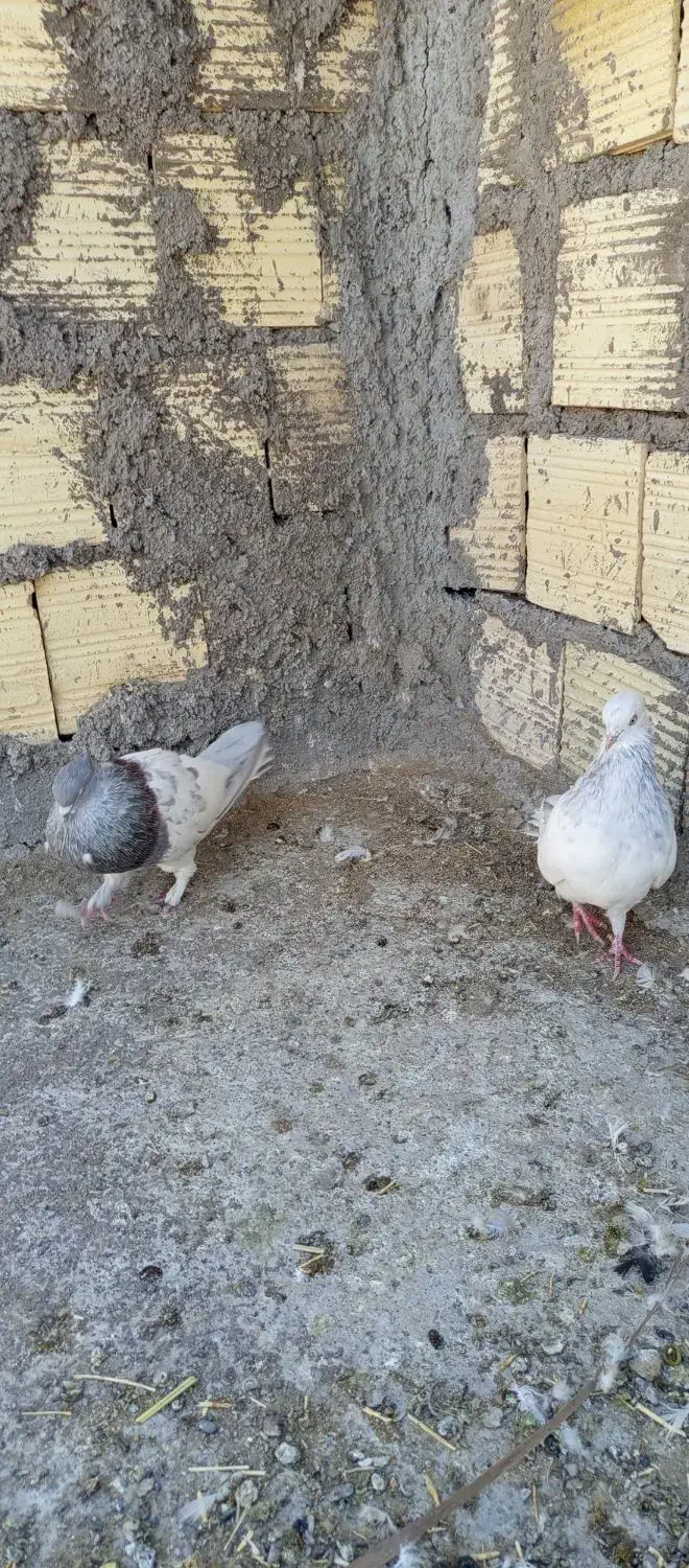 جفت کله ای آس|پرنده|بم, |دیوار